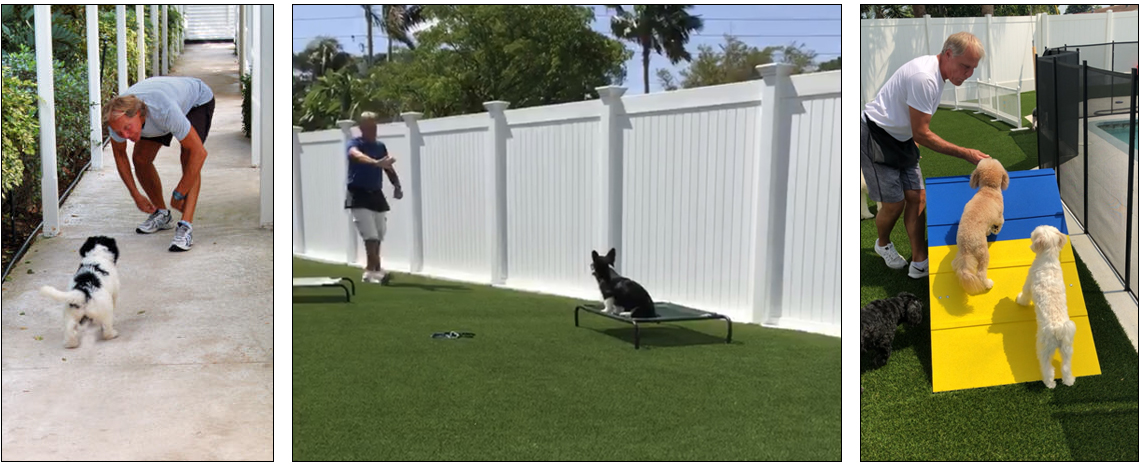 Puppy Boot Camp Training Near Me - Dog Boot Camps Are They ...